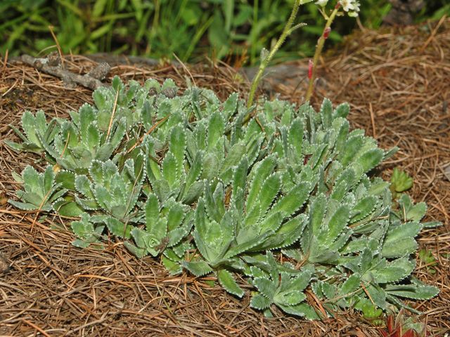 Piccoli fiori di montagna - Saxifraga paniculata